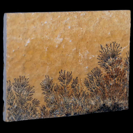 3.1" Pyrolusite Dendritic Sandstone Solnhofen Upper Jurassic Age West Germany