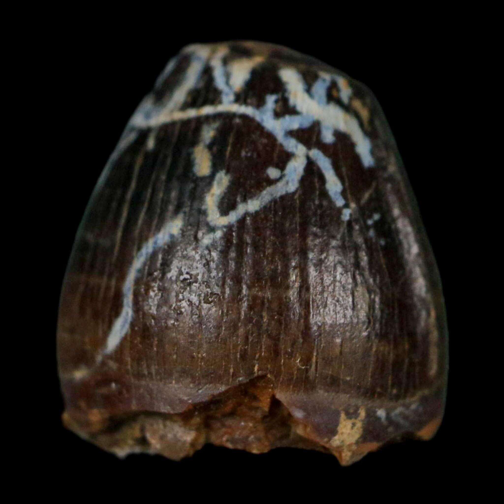 0.5 Crocodile Borealosuchus Fossil Tooth Judith River FM Montana COA Display - Fossil Age Minerals