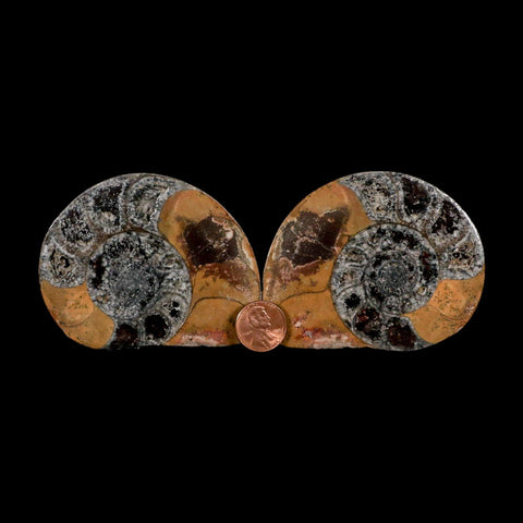 3.2" Goniatite Ammonite Fossil Polished, Cut Half's Erfoud Morocco Devonian Age COA - Fossil Age Minerals