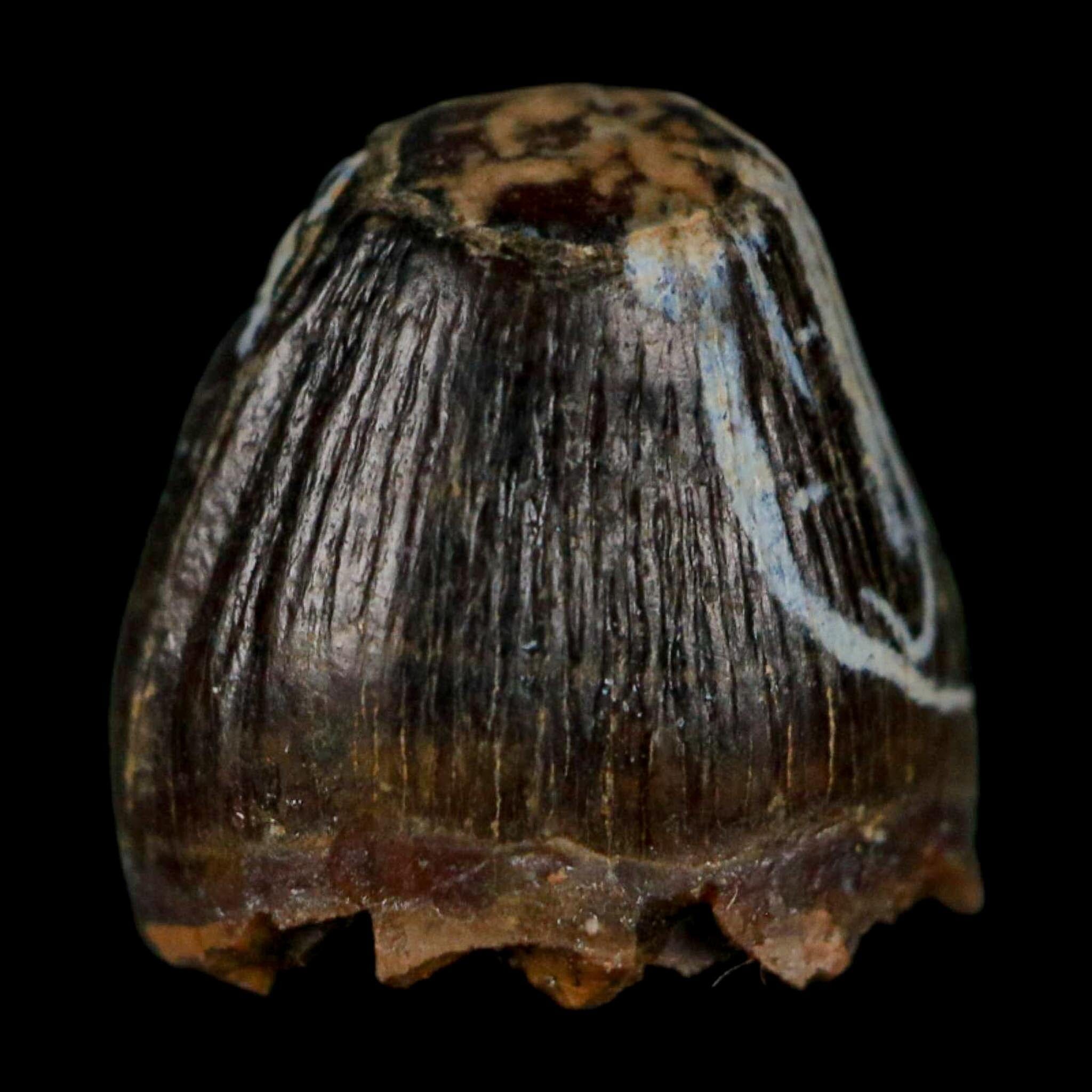 0.5 Crocodile Borealosuchus Fossil Tooth Judith River FM Montana COA Display - Fossil Age Minerals