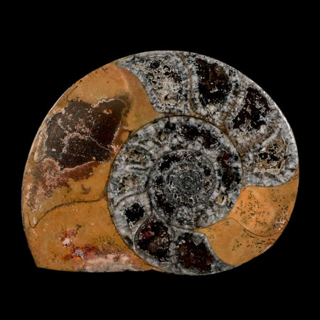3.2" Goniatite Ammonite Fossil Polished, Cut Half's Erfoud Morocco Devonian Age COA