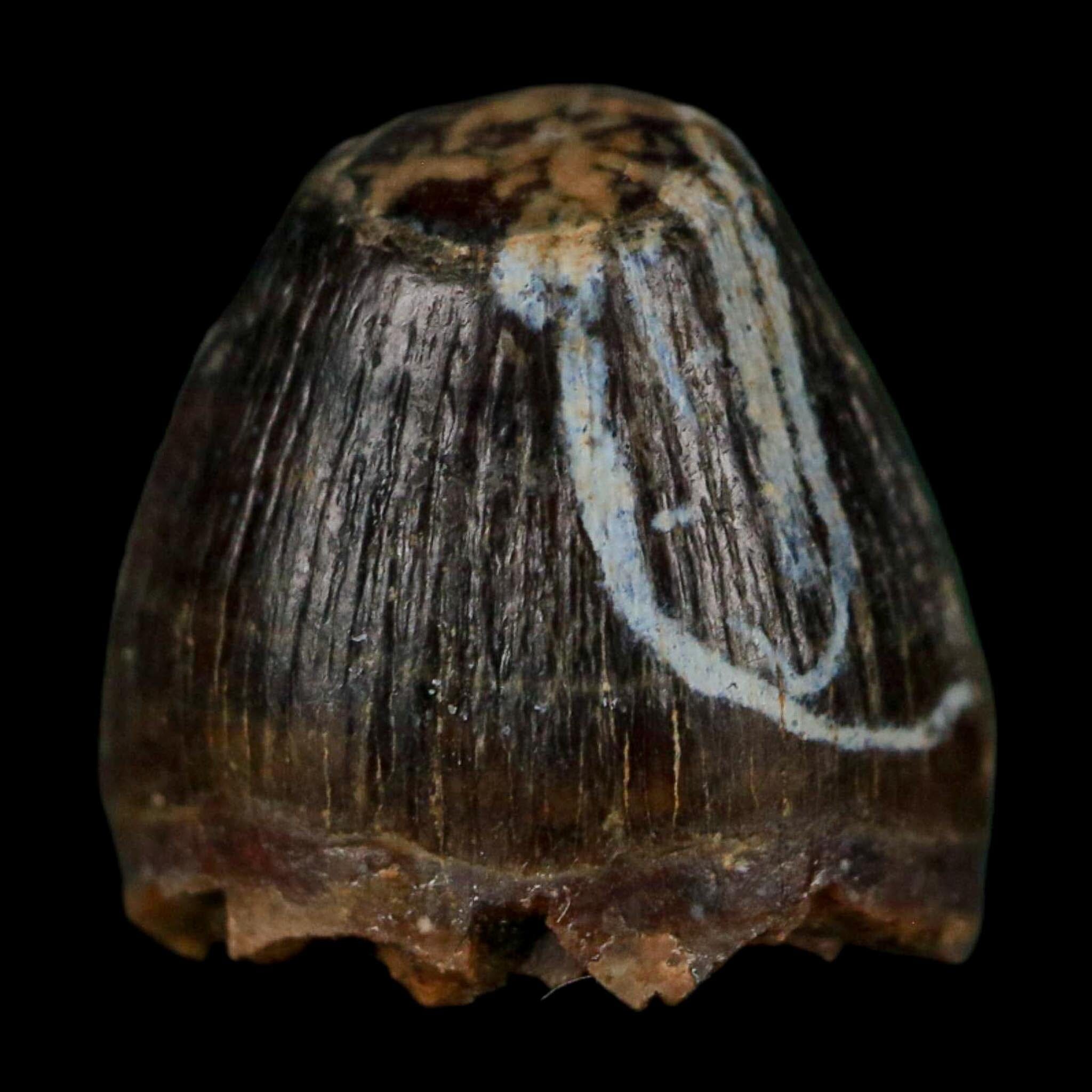 0.5 Crocodile Borealosuchus Fossil Tooth Judith River FM Montana COA Display - Fossil Age Minerals