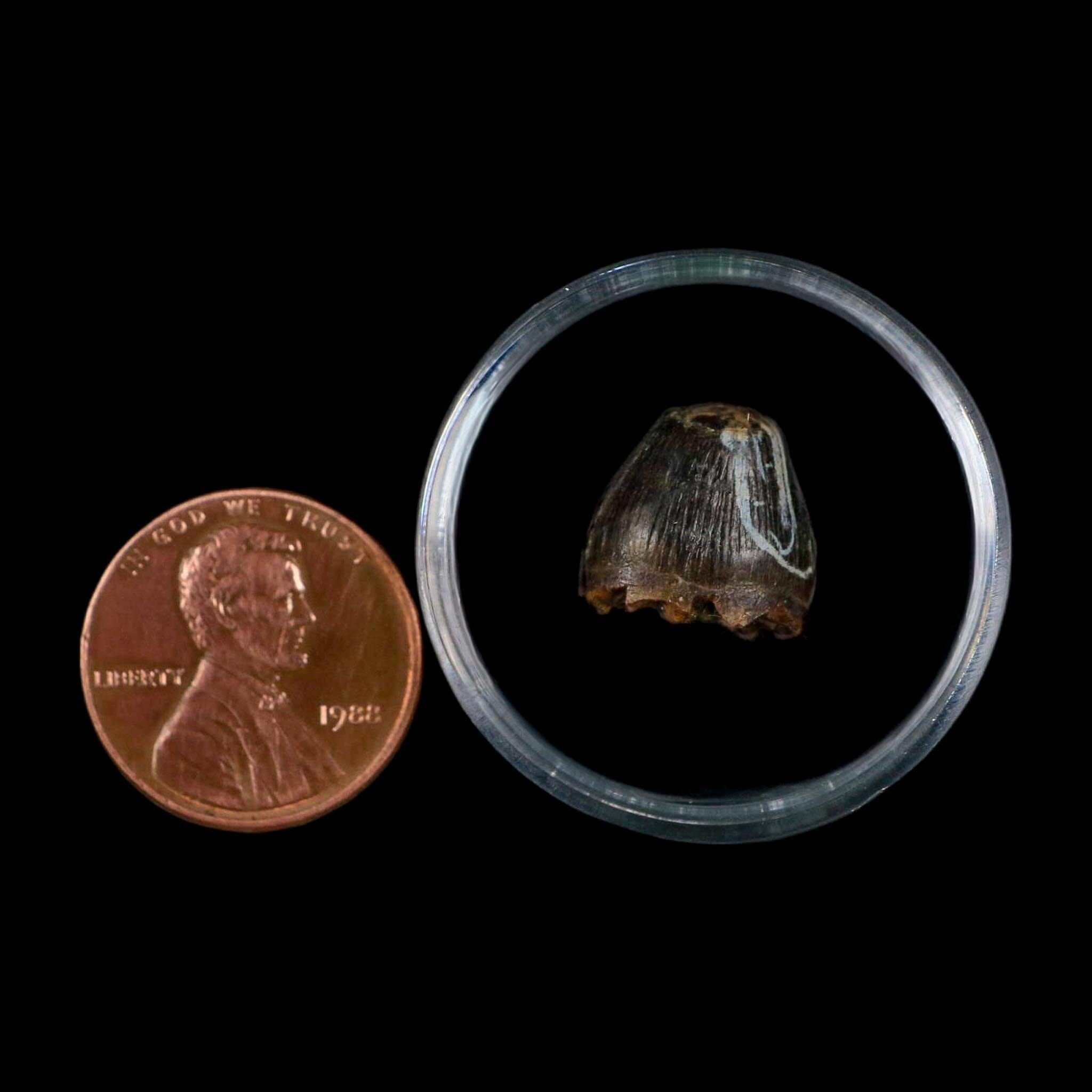0.5 Crocodile Borealosuchus Fossil Tooth Judith River FM Montana COA Display - Fossil Age Minerals