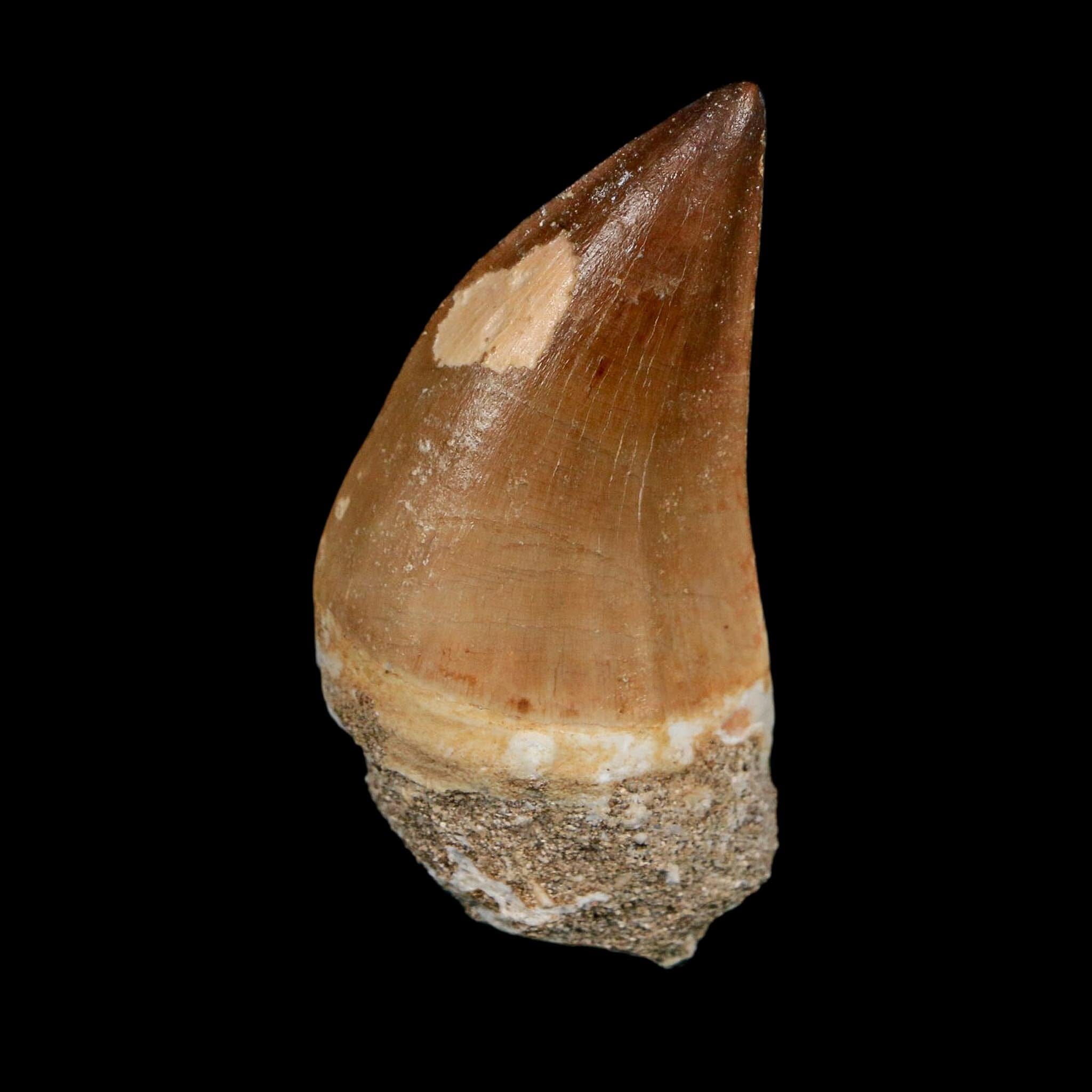 XL 2.4" Mosasaur Prognathodon Fossil Tooth Cretaceous Dinosaur Era COA Stand - Fossil Age Minerals
