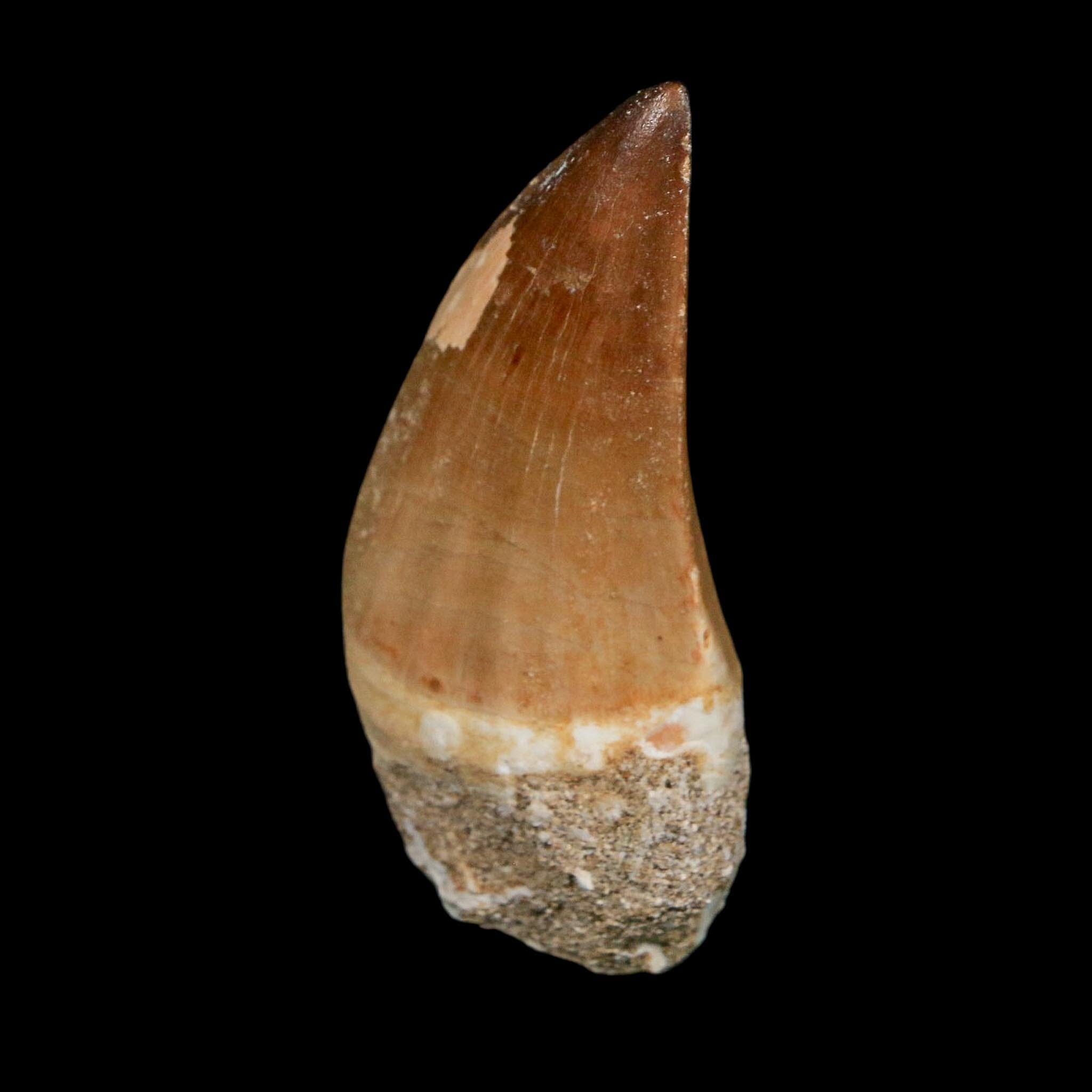 XL 2.4" Mosasaur Prognathodon Fossil Tooth Cretaceous Dinosaur Era COA Stand - Fossil Age Minerals