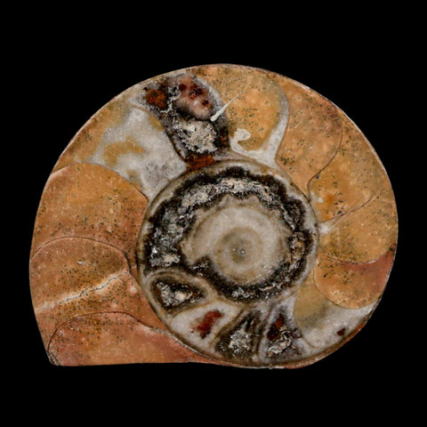 2.7" Goniatite Ammonite Fossil Polished, Cut Half's Erfoud Morocco Devonian Age COA - Fossil Age Minerals