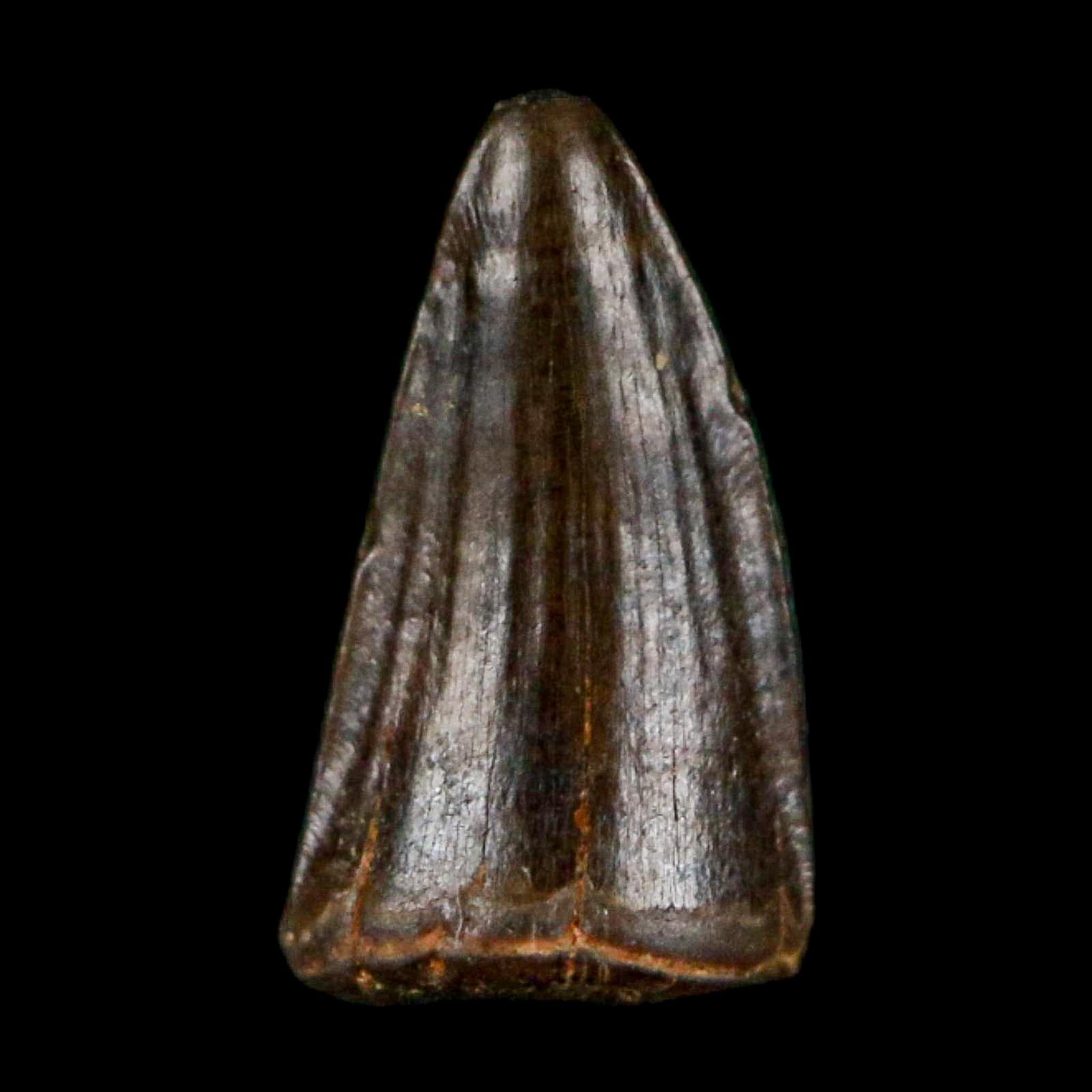 0.4 Crocodile Borealosuchus Fossil Tooth Judith River FM Montana COA Display - Fossil Age Minerals