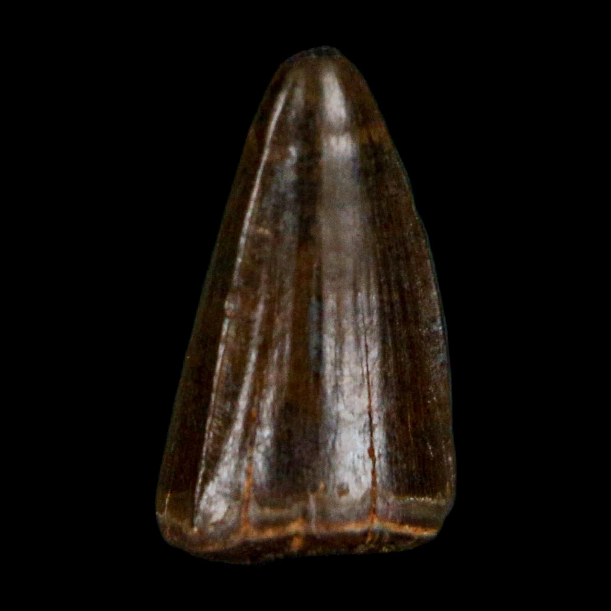 0.4 Crocodile Borealosuchus Fossil Tooth Judith River FM Montana COA Display - Fossil Age Minerals