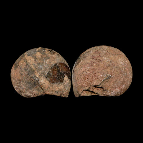 2.7" Goniatite Ammonite Fossil Polished, Cut Half's Erfoud Morocco Devonian Age COA - Fossil Age Minerals