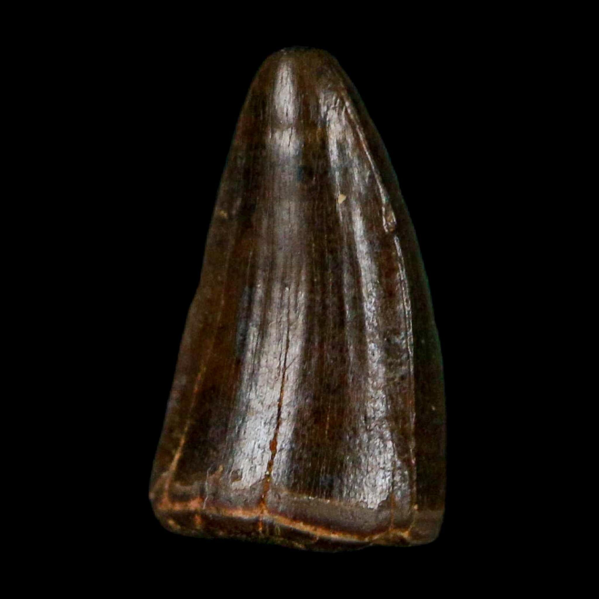 0.4 Crocodile Borealosuchus Fossil Tooth Judith River FM Montana COA Display - Fossil Age Minerals