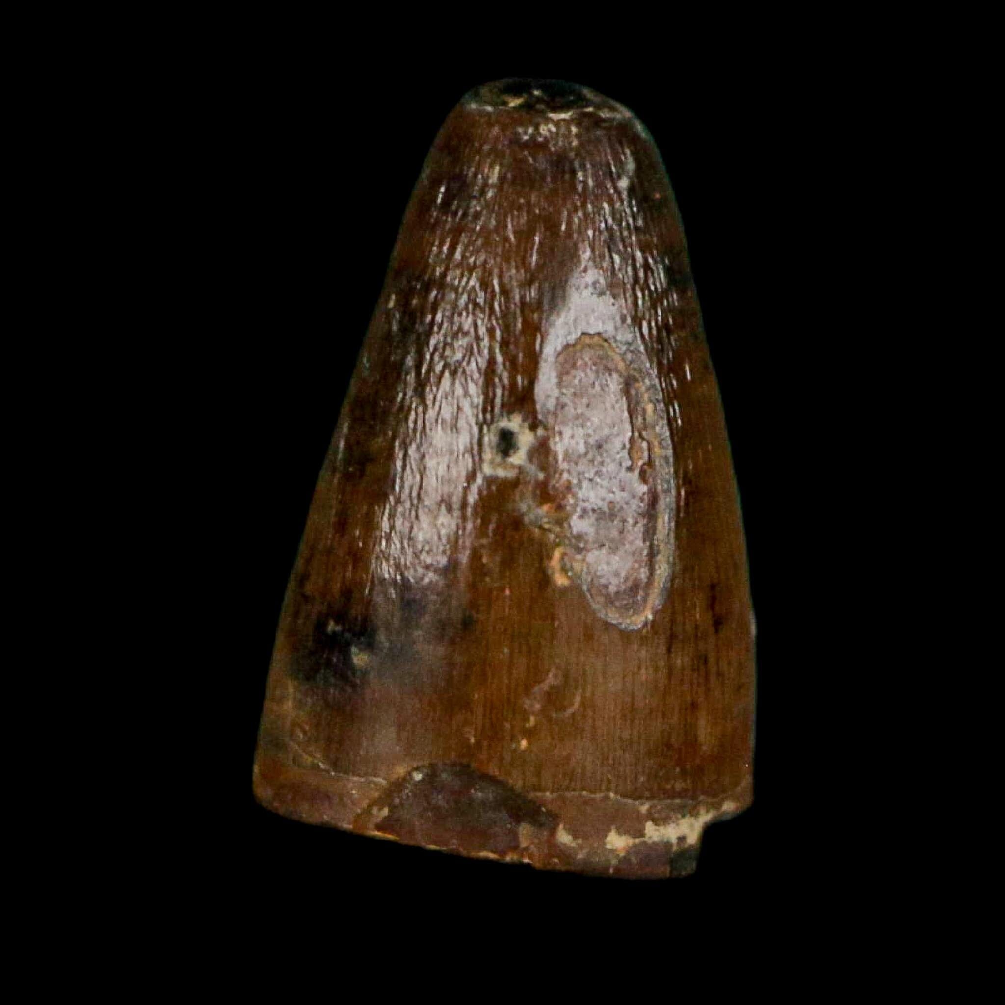 0.4 Crocodile Borealosuchus Fossil Tooth Judith River FM Montana COA Display - Fossil Age Minerals
