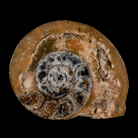 3.1" Goniatite Ammonite Fossil Polished, Cut Half's Erfoud Morocco Devonian Age COA - Fossil Age Minerals