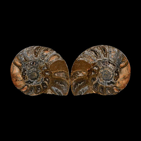 3.3" Goniatite Ammonite Fossil Polished, Cut Half's Erfoud Morocco Devonian Age COA