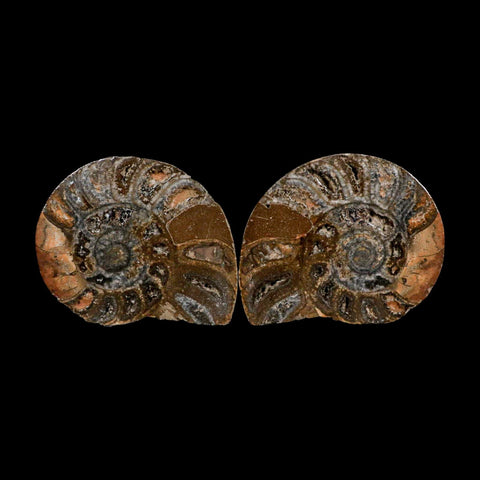 3.3" Goniatite Ammonite Fossil Polished, Cut Half's Erfoud Morocco Devonian Age COA - Fossil Age Minerals