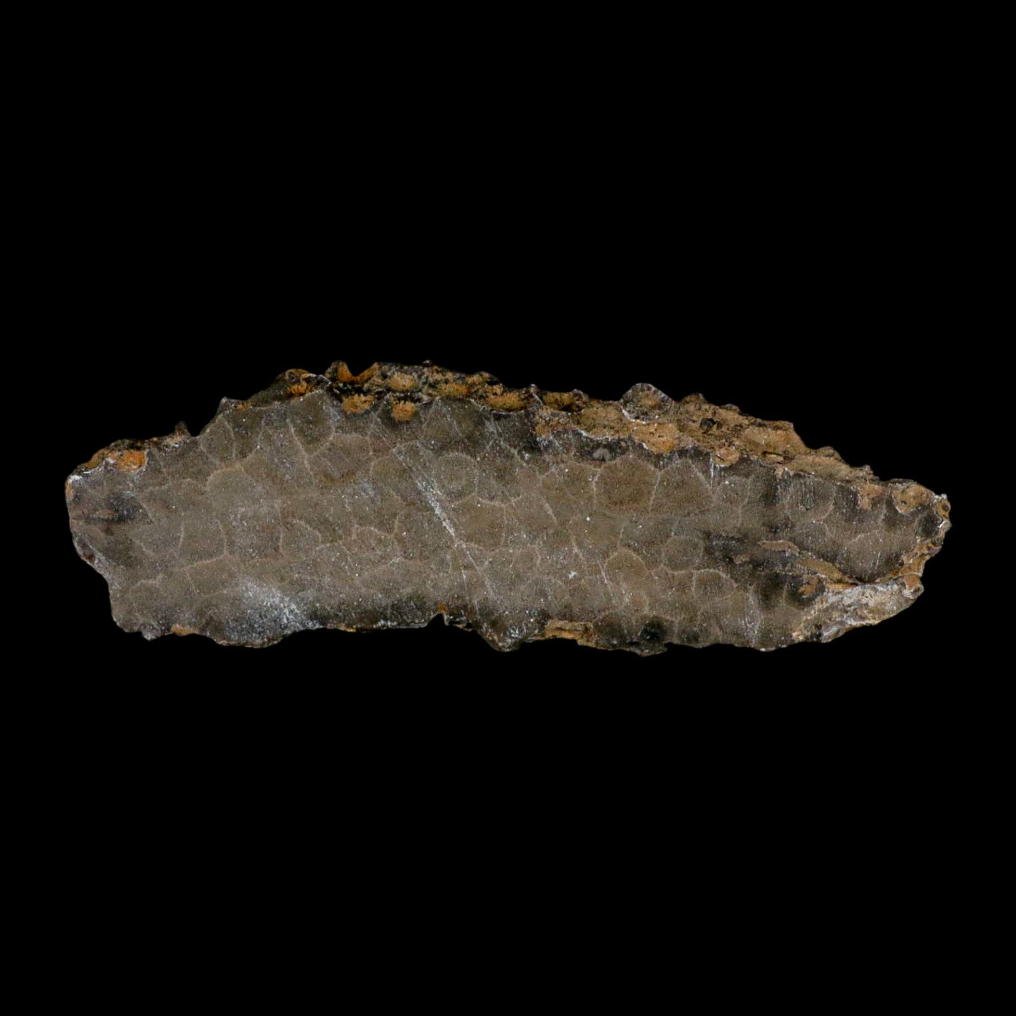 5.8" Polished Slab Petoskey Stone Hexagonaria Coral Fossil Devonian Age Michigan - Fossil Age Minerals