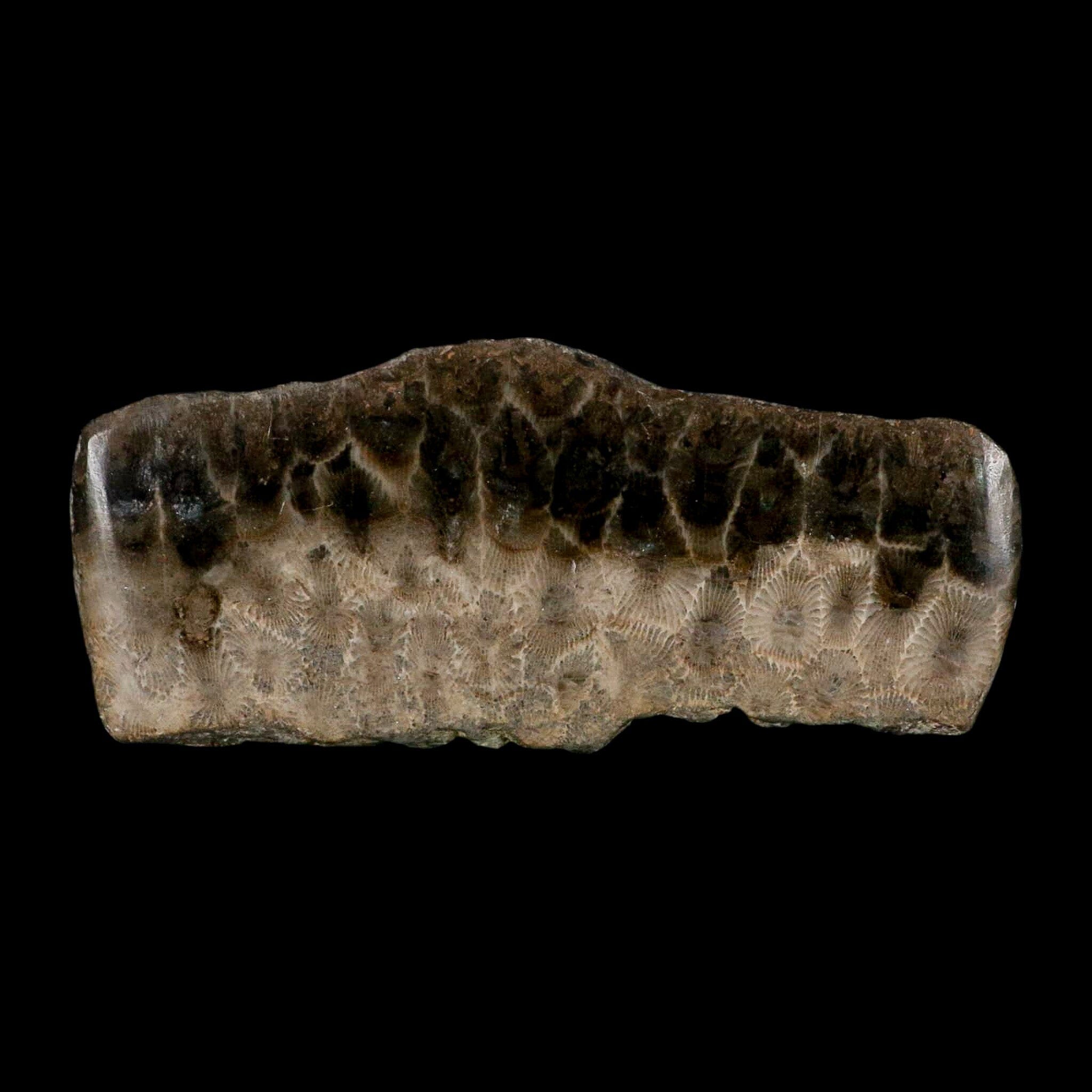 4.5" Polished Slab Petoskey Stone Hexagonaria Coral Fossil Devonian Age Michigan - Fossil Age Minerals