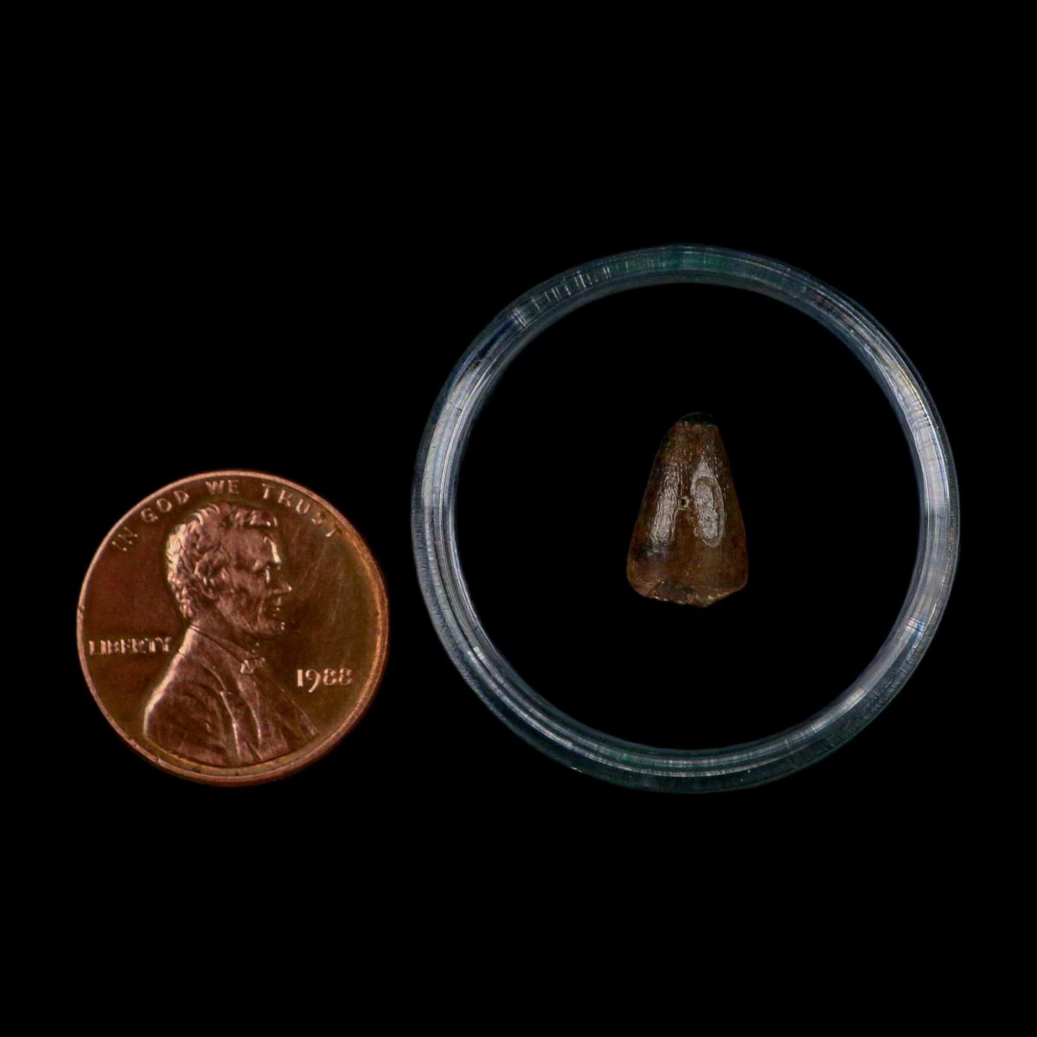 0.4 Crocodile Borealosuchus Fossil Tooth Judith River FM Montana COA Display - Fossil Age Minerals