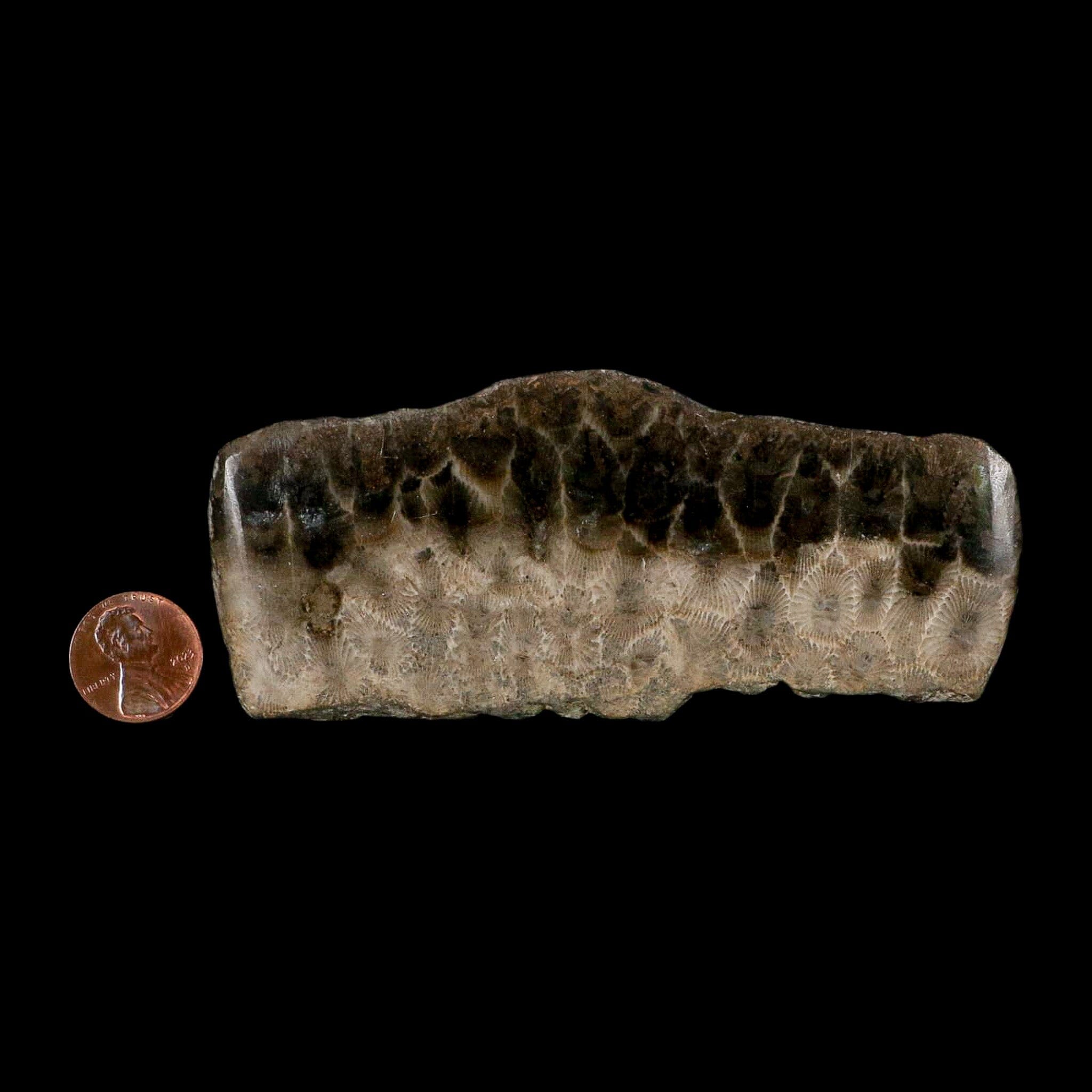 4.5" Polished Slab Petoskey Stone Hexagonaria Coral Fossil Devonian Age Michigan - Fossil Age Minerals