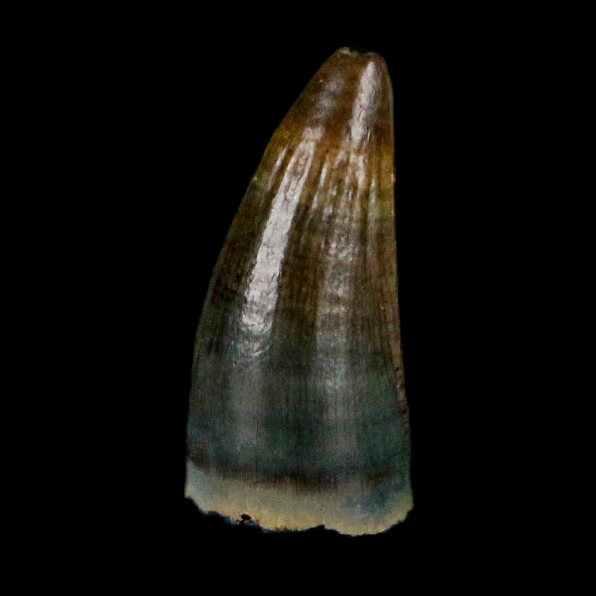 0.4 Crocodile Borealosuchus Fossil Tooth Judith River FM Montana COA Display - Fossil Age Minerals