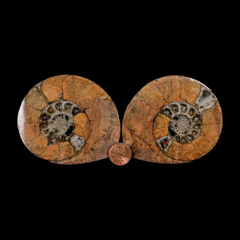 3.3" Goniatite Ammonite Fossil Polished, Cut Half's Erfoud Morocco Devonian Age COA - Fossil Age Minerals