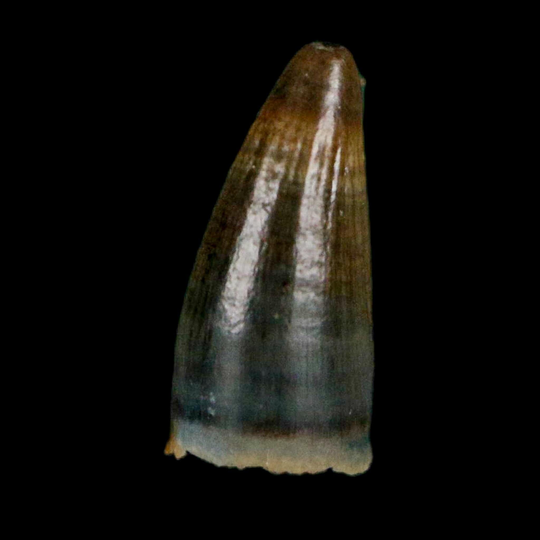 0.4 Crocodile Borealosuchus Fossil Tooth Judith River FM Montana COA Display - Fossil Age Minerals