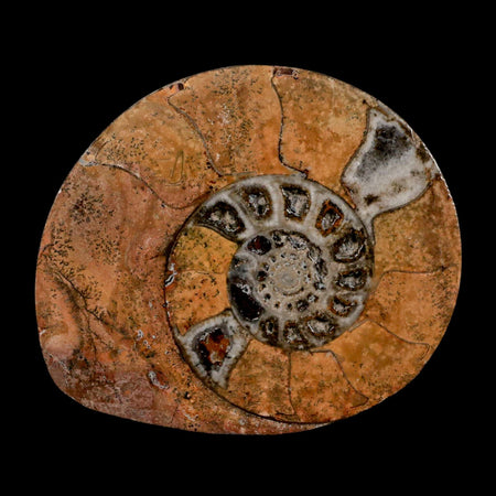 3.3" Goniatite Ammonite Fossil Polished, Cut Half's Erfoud Morocco Devonian Age COA