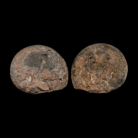 3.3" Goniatite Ammonite Fossil Polished, Cut Half's Erfoud Morocco Devonian Age COA - Fossil Age Minerals