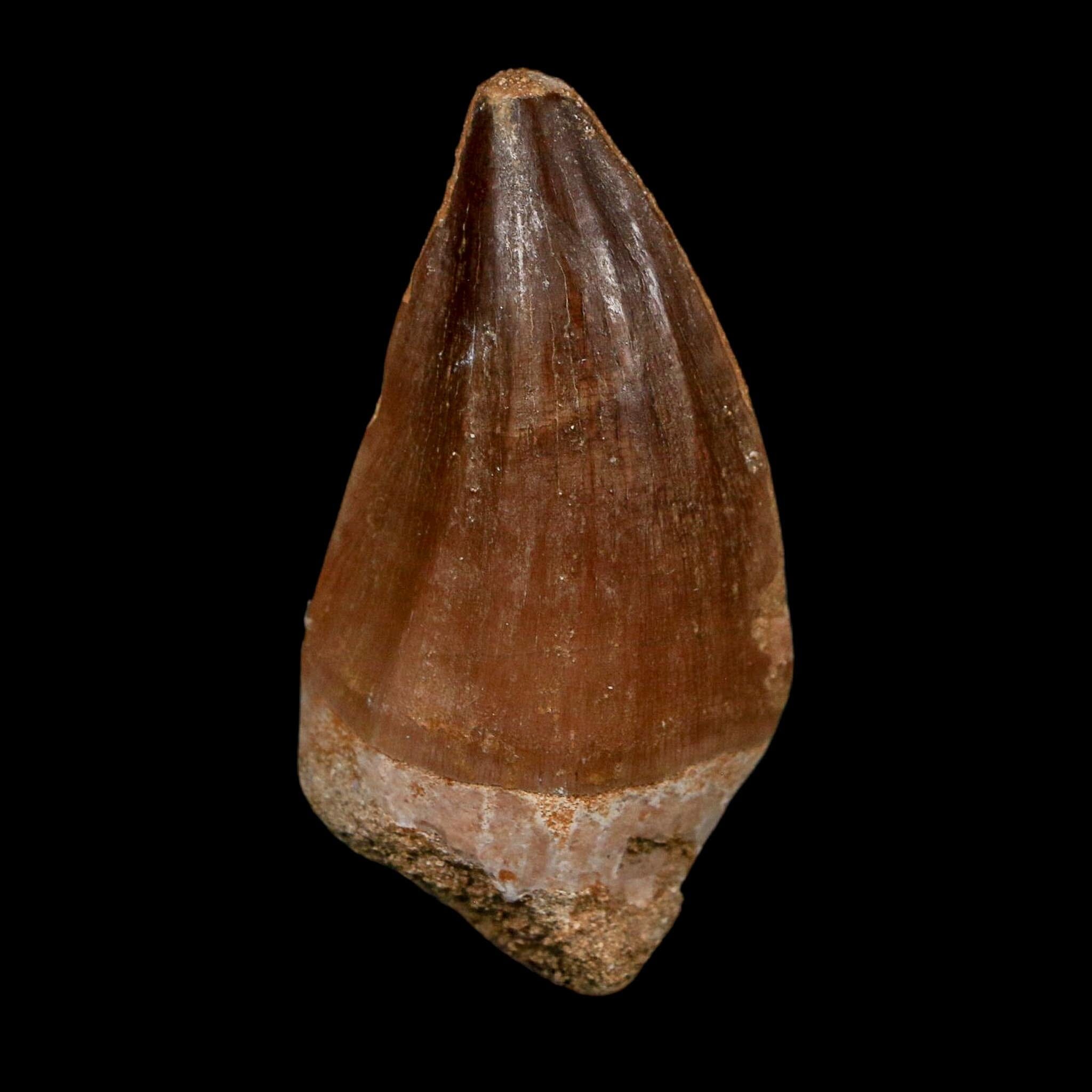 XL 2.3" Mosasaur Prognathodon Fossil Tooth Cretaceous Dinosaur Era COA Stand - Fossil Age Minerals