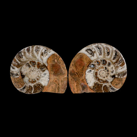 3.2" Goniatite Ammonite Fossil Polished, Cut Half's Erfoud Morocco Devonian Age COA - Fossil Age Minerals