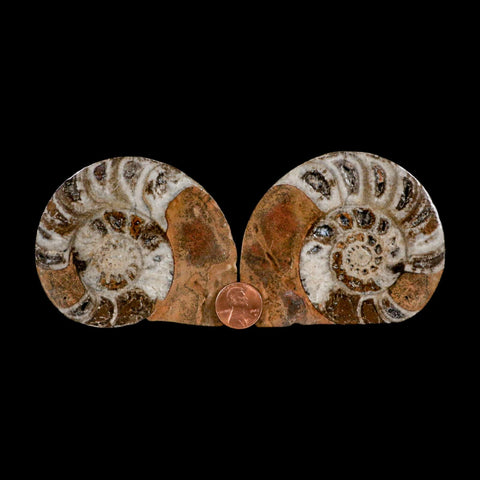 3.2" Goniatite Ammonite Fossil Polished, Cut Half's Erfoud Morocco Devonian Age COA - Fossil Age Minerals