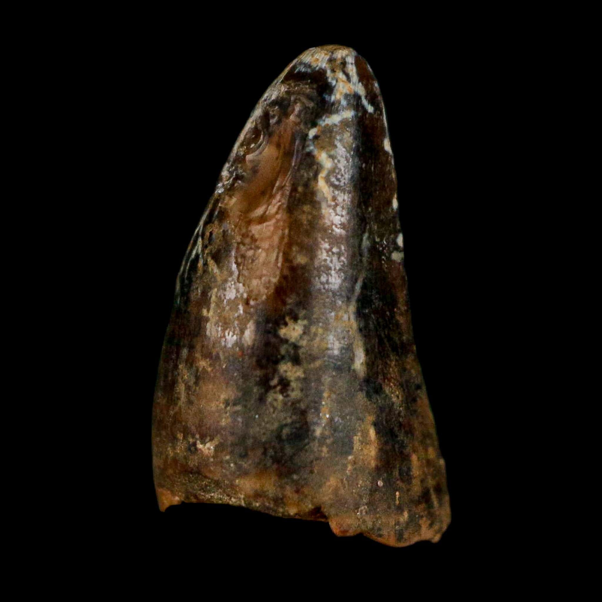0.6 Crocodile Borealosuchus Fossil Tooth Judith River FM Montana COA Display - Fossil Age Minerals