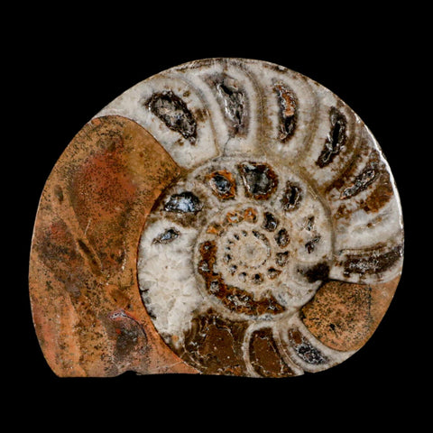 3.2" Goniatite Ammonite Fossil Polished, Cut Half's Erfoud Morocco Devonian Age COA - Fossil Age Minerals