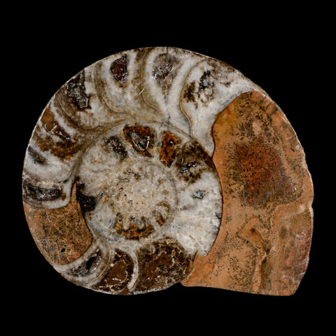 3.2" Goniatite Ammonite Fossil Polished, Cut Half's Erfoud Morocco Devonian Age COA - Fossil Age Minerals
