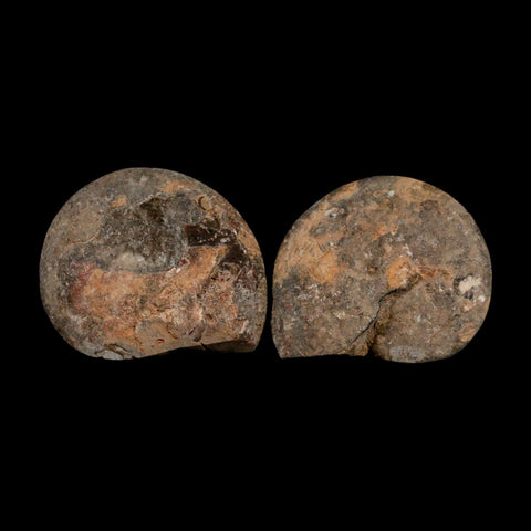 3.2" Goniatite Ammonite Fossil Polished, Cut Half's Erfoud Morocco Devonian Age COA - Fossil Age Minerals