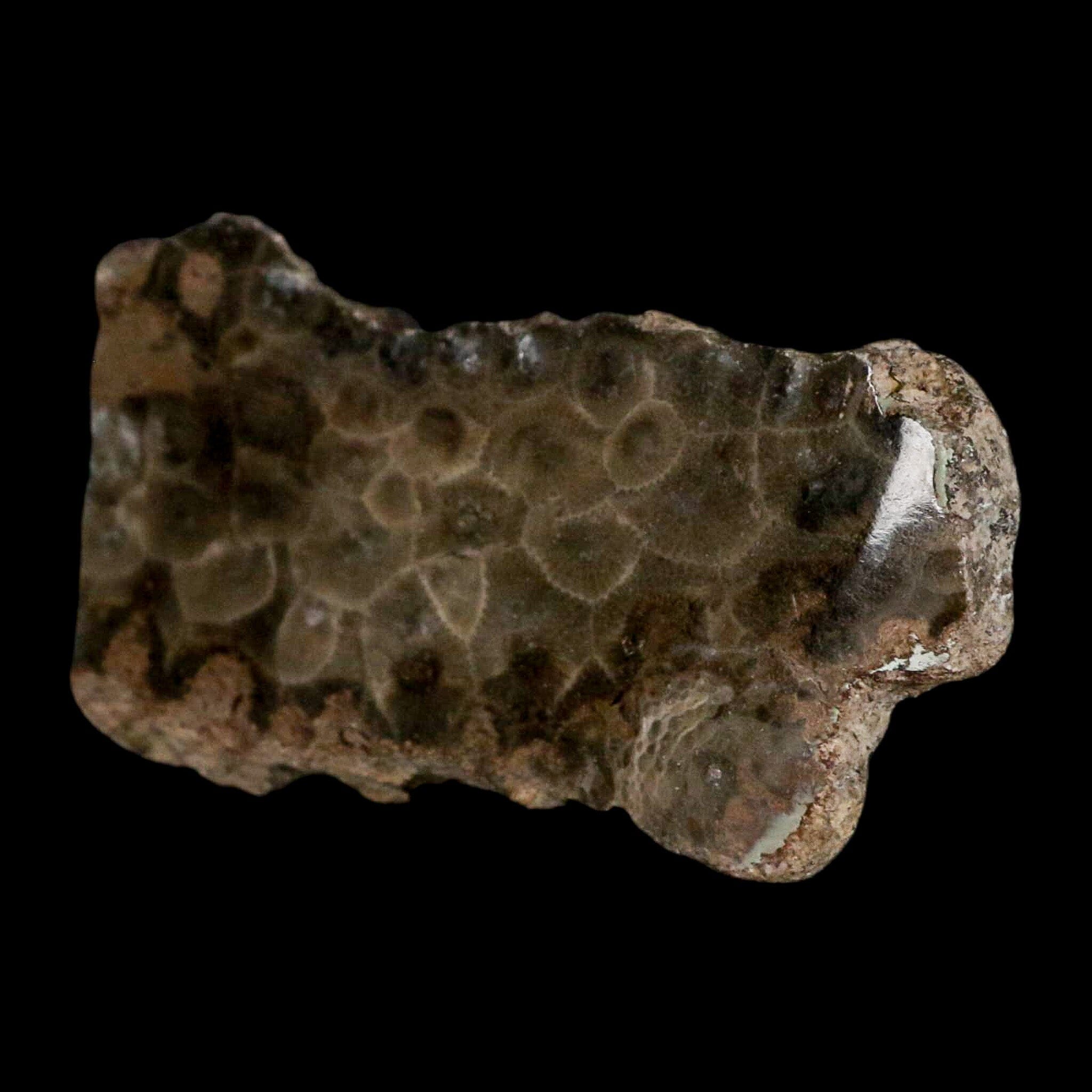 3.2" Polished Slab Petoskey Stone Hexagonaria Coral Fossil Devonian Age Michigan - Fossil Age Minerals
