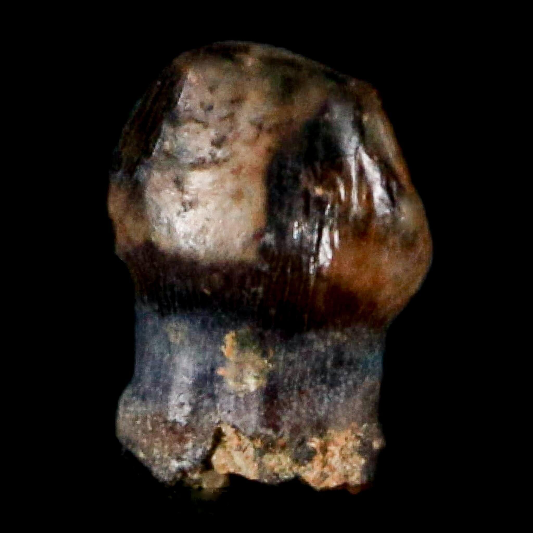 0.3" Pachycephalosaurus Dinosaur Fossil Tooth Judith River FM Montana COA Display - Fossil Age Minerals