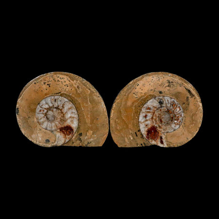 2.9" Goniatite Ammonite Fossil Polished, Cut Half's Erfoud Morocco Devonian Age COA