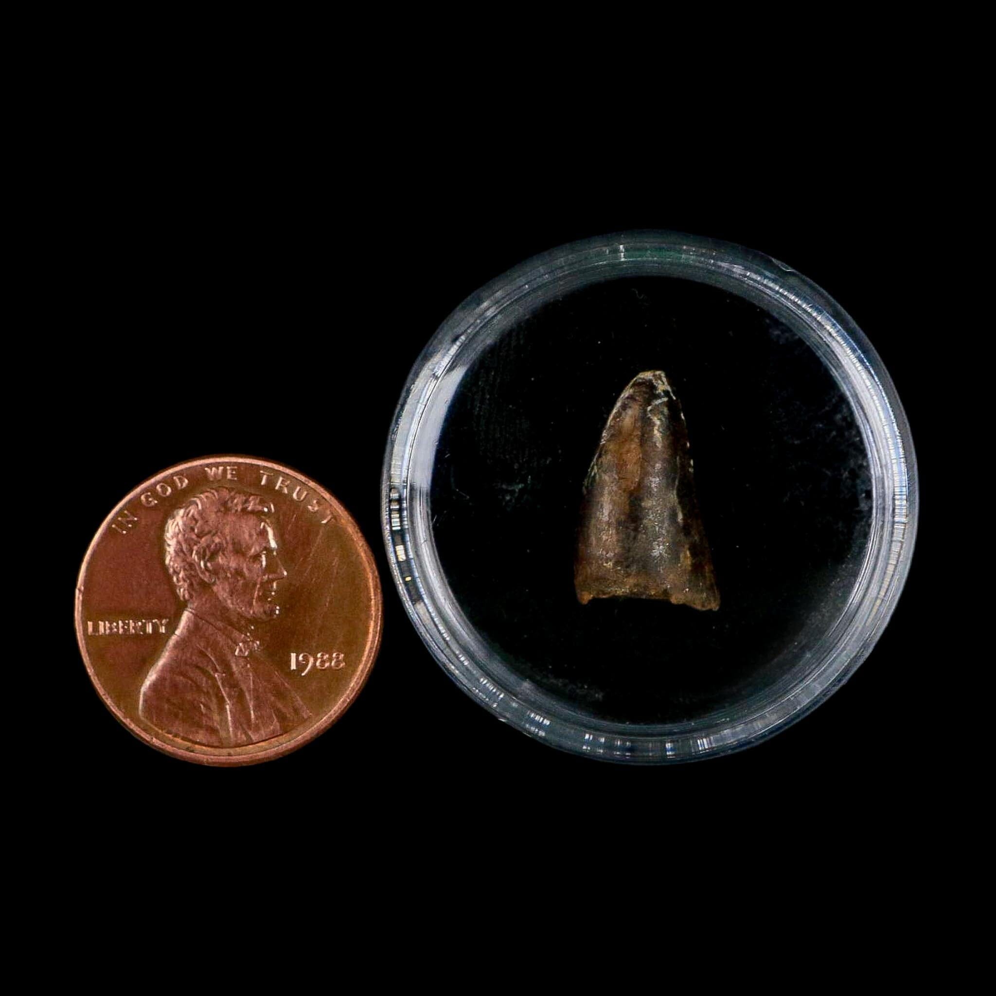 0.6 Crocodile Borealosuchus Fossil Tooth Judith River FM Montana COA Display - Fossil Age Minerals