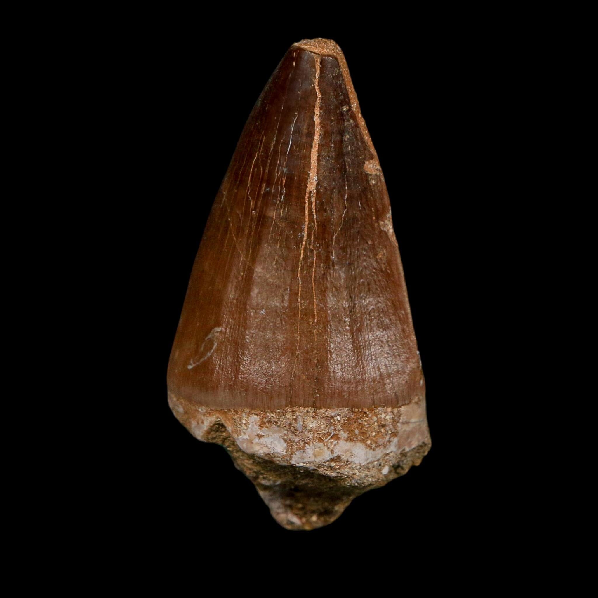 XL 2.3" Mosasaur Prognathodon Fossil Tooth Cretaceous Dinosaur Era COA Stand - Fossil Age Minerals