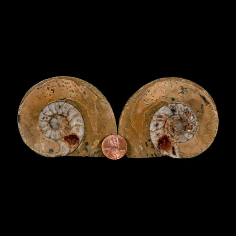 2.9" Goniatite Ammonite Fossil Polished, Cut Half's Erfoud Morocco Devonian Age COA - Fossil Age Minerals