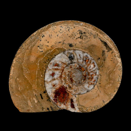 2.9" Goniatite Ammonite Fossil Polished, Cut Half's Erfoud Morocco Devonian Age COA