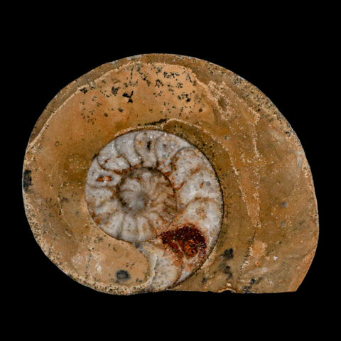 2.9" Goniatite Ammonite Fossil Polished, Cut Half's Erfoud Morocco Devonian Age COA - Fossil Age Minerals