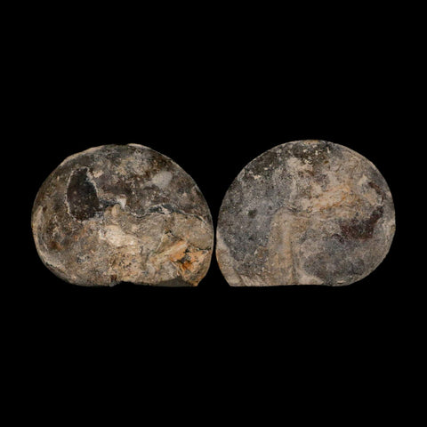 2.9" Goniatite Ammonite Fossil Polished, Cut Half's Erfoud Morocco Devonian Age COA - Fossil Age Minerals