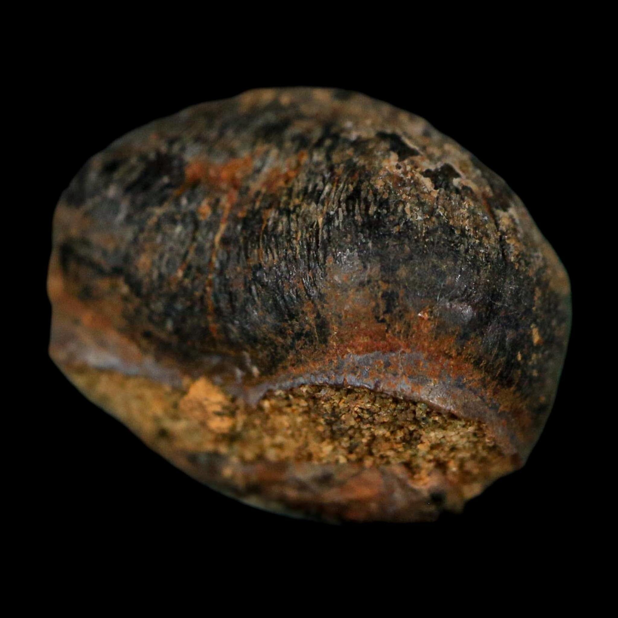 0.6 Crocodile Fossil Tooth Judith River Formation Montana COA Display - Fossil Age Minerals