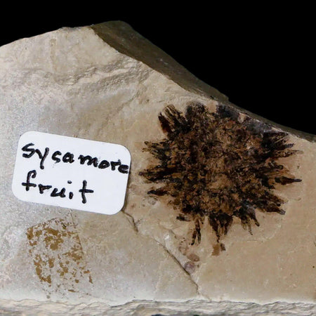 18MM Detailed Fossil Sycamore Fruit Plant Green River FM Uintah County UT Eocene Age