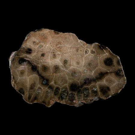 3.4" Polished Slab Petoskey Stone Hexagonaria Coral Fossil Devonian Age Michigan