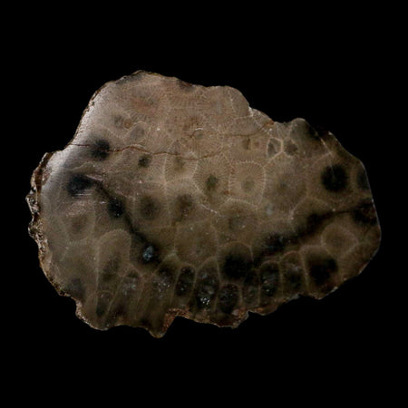 3.4" Polished Slab Petoskey Stone Hexagonaria Coral Fossil Devonian Age Michigan