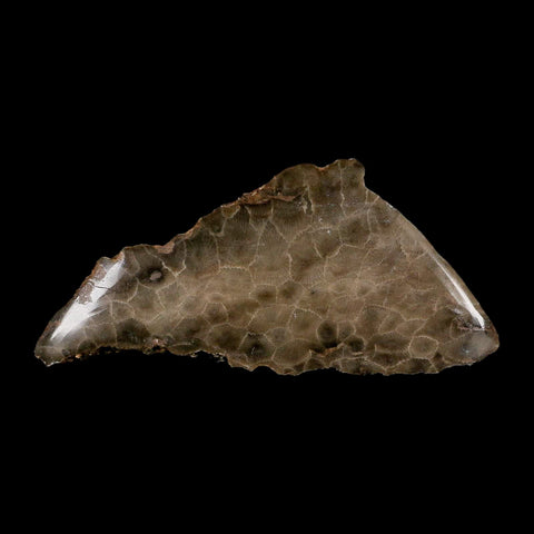 4.8" Polished Slab Petoskey Stone Hexagonaria Coral Fossil Devonian Age Michigan - Fossil Age Minerals