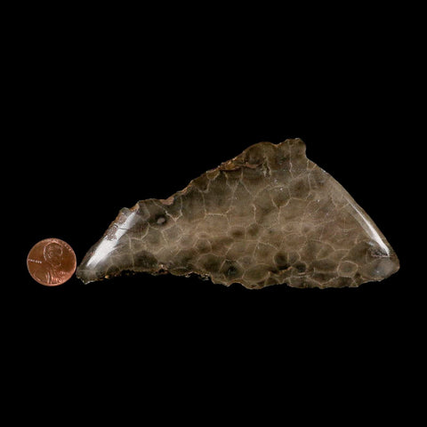 4.8" Polished Slab Petoskey Stone Hexagonaria Coral Fossil Devonian Age Michigan - Fossil Age Minerals