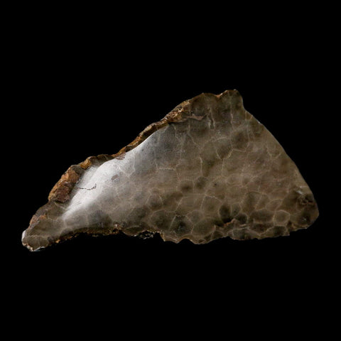 4.8" Polished Slab Petoskey Stone Hexagonaria Coral Fossil Devonian Age Michigan - Fossil Age Minerals